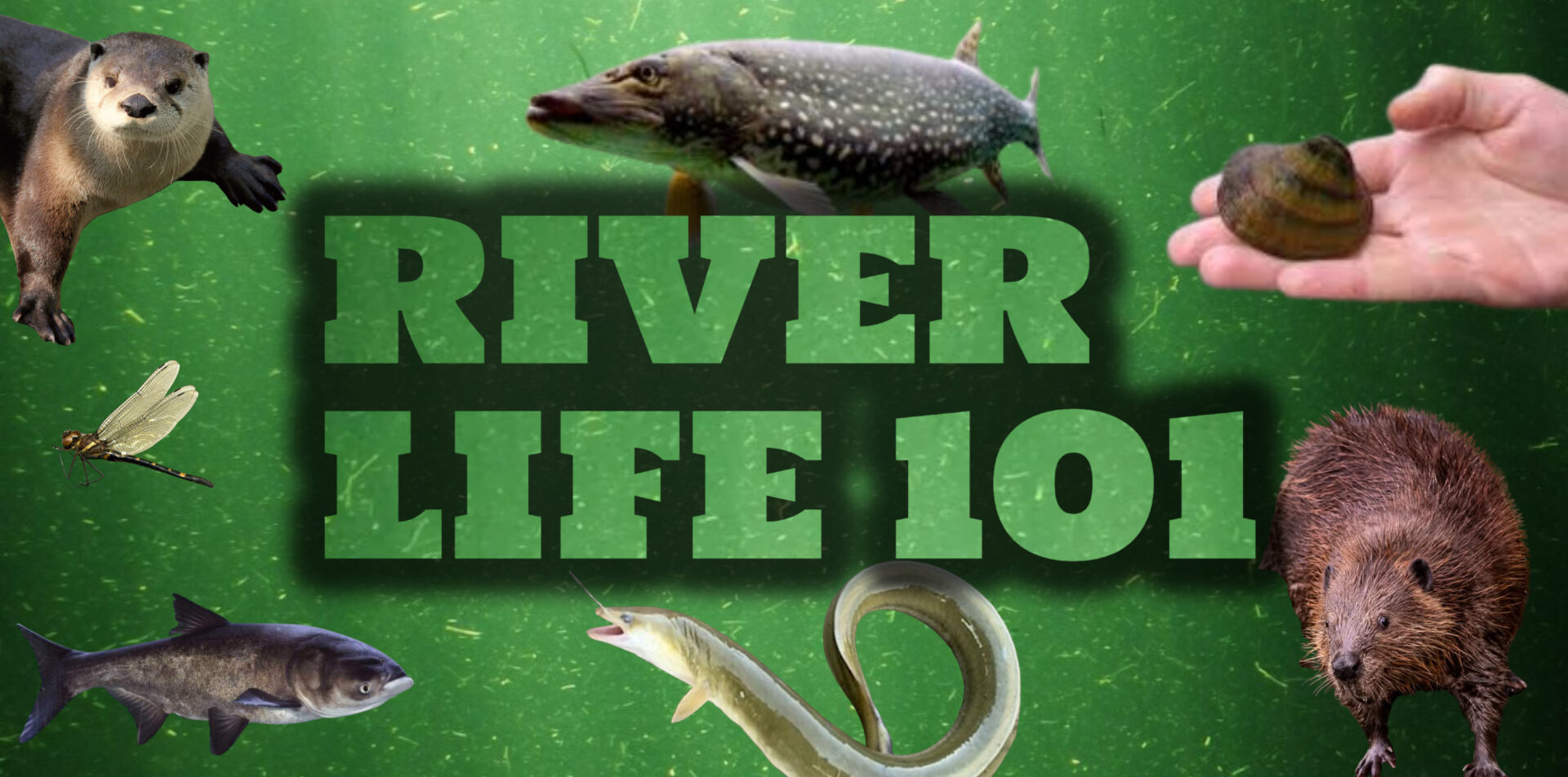 "River Life 101" underwater with river critters surrounding it
